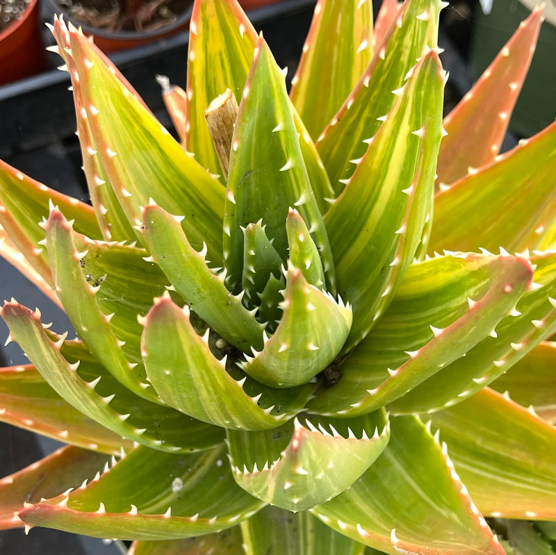 Variegated Aloe nobilis - rare - 8”