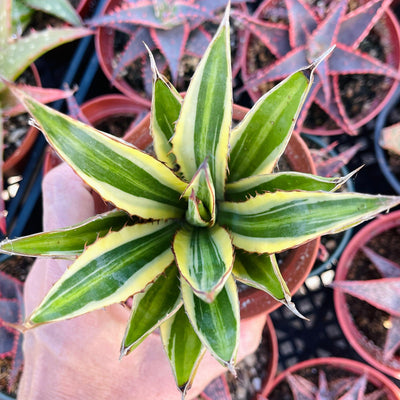 Agave lopantha 'Quadricolor' - 4” - Zensability