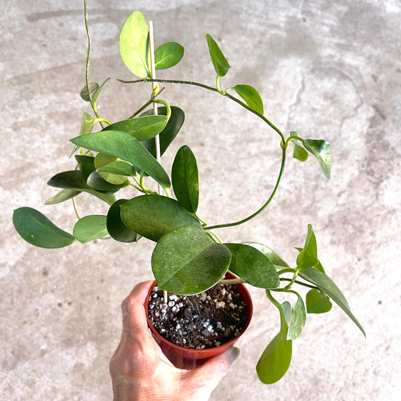 Hoya australis (pot A)- 4”