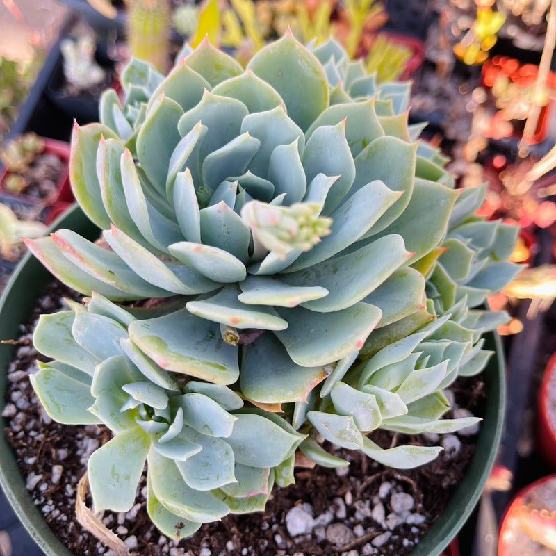 Echeveria peacockii - cluster - 6 INCH
