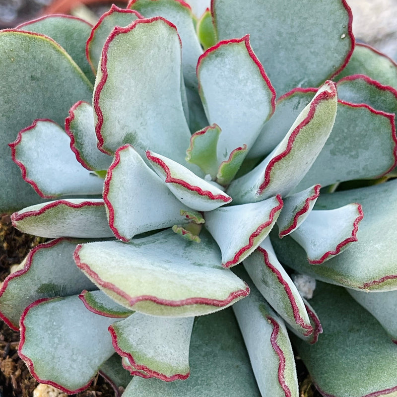Cotyledon ‘Choco Line’ - 4”