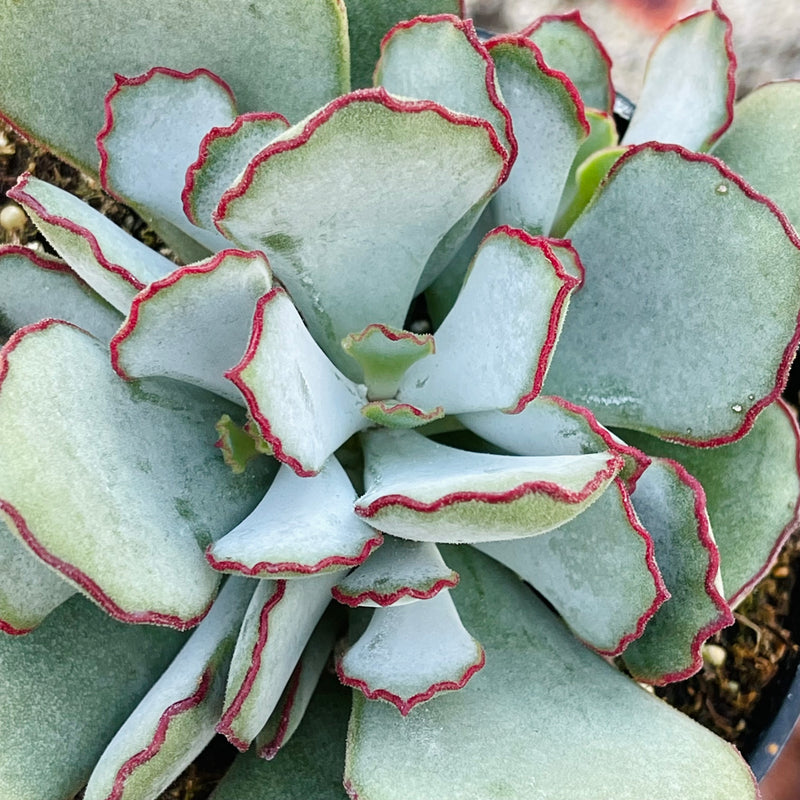 Cotyledon ‘Choco Line’ - 4”