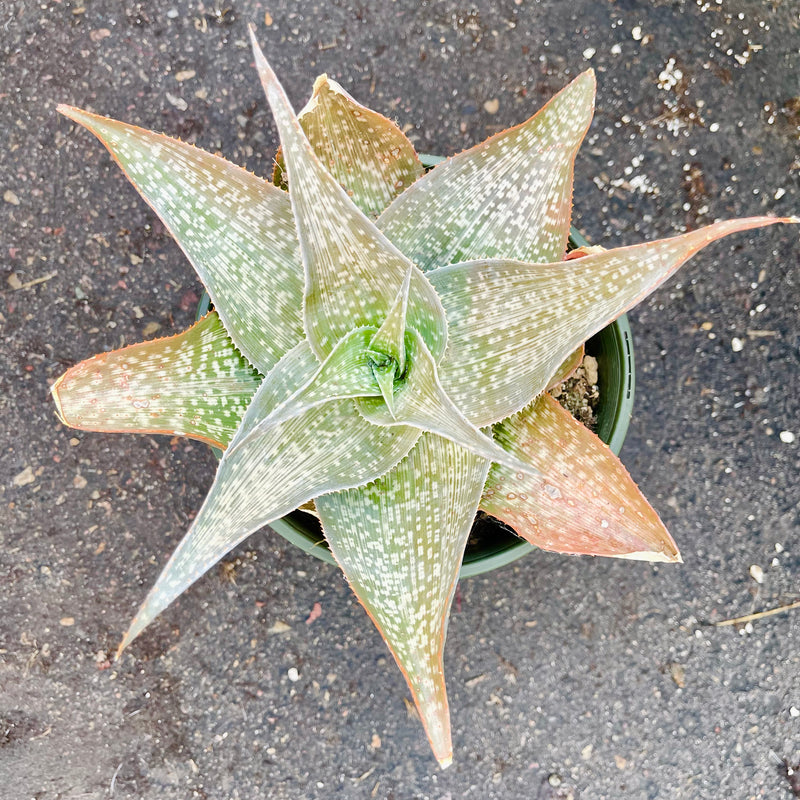 Aloe &
