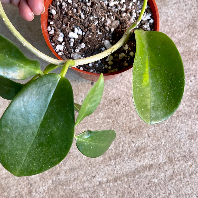 Hoya australis (pot A)- 4”