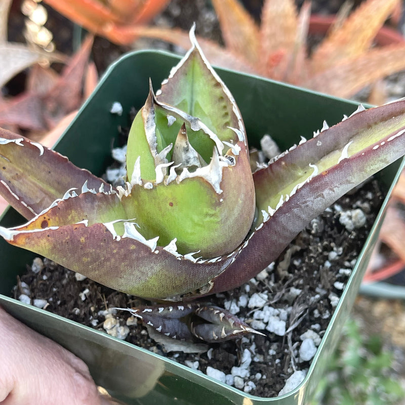 Agave titanota - 4”
