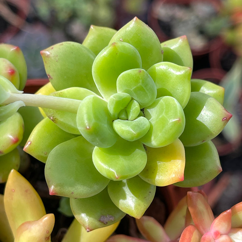 Mixed Succulent Pot A - 4”