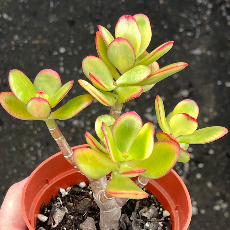 Crassula ovata &