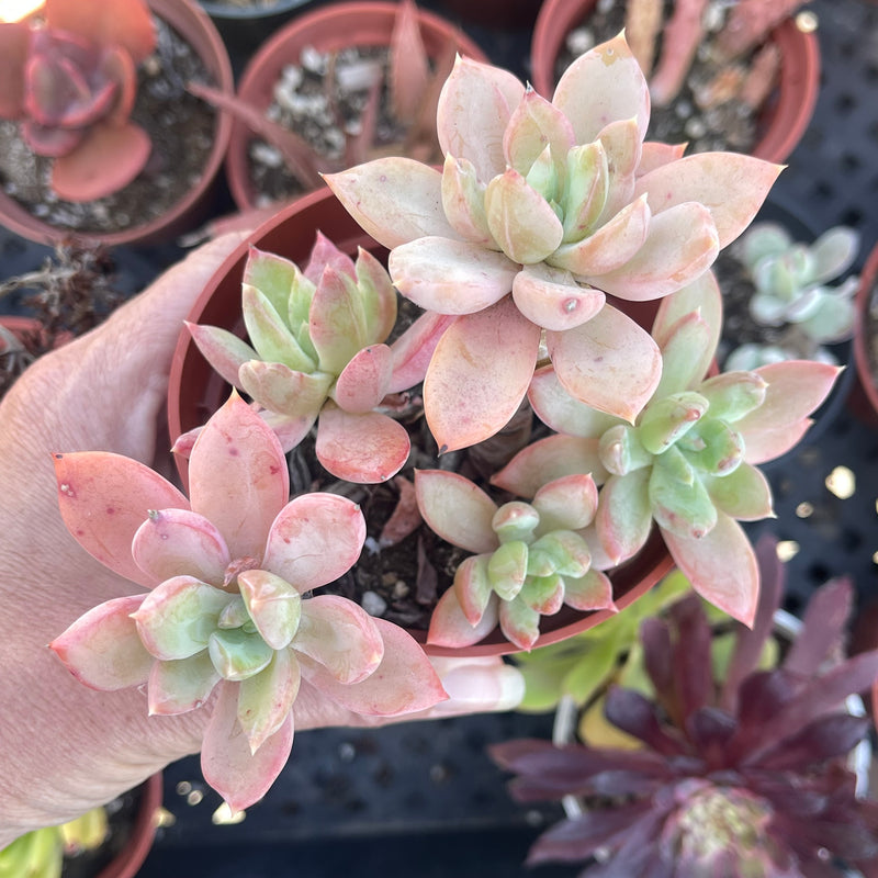 Pachyveria hybrid, Live Rooted Succulent Garden Plant, 4 INCH