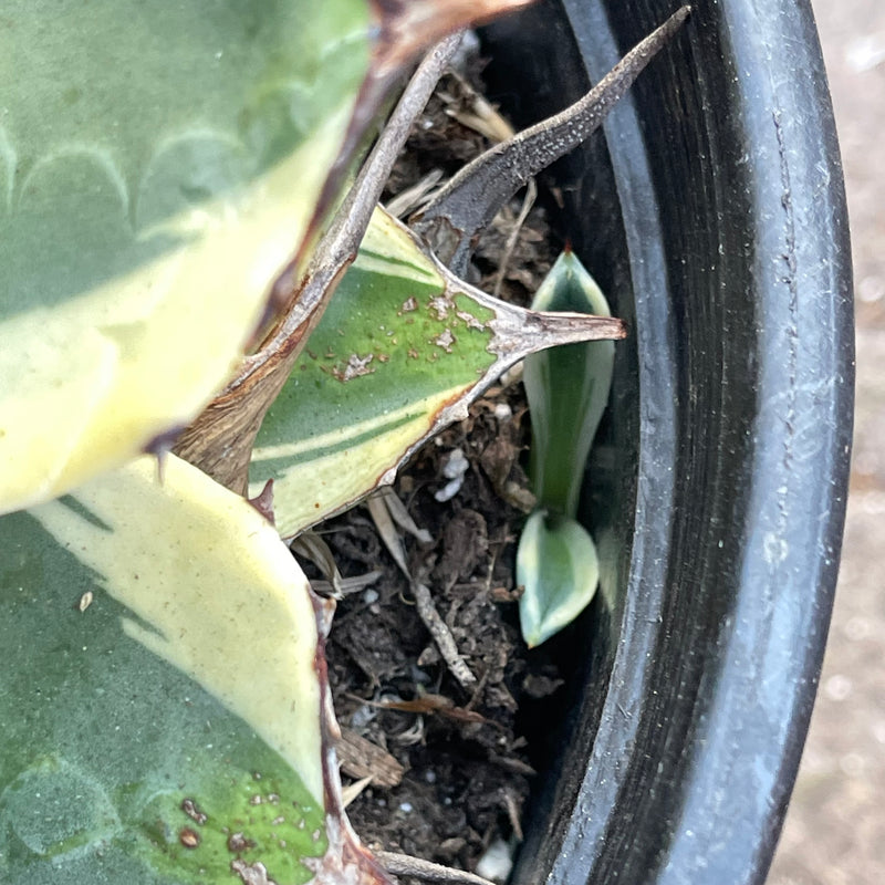 Agave applanata ‘Cream Spike&