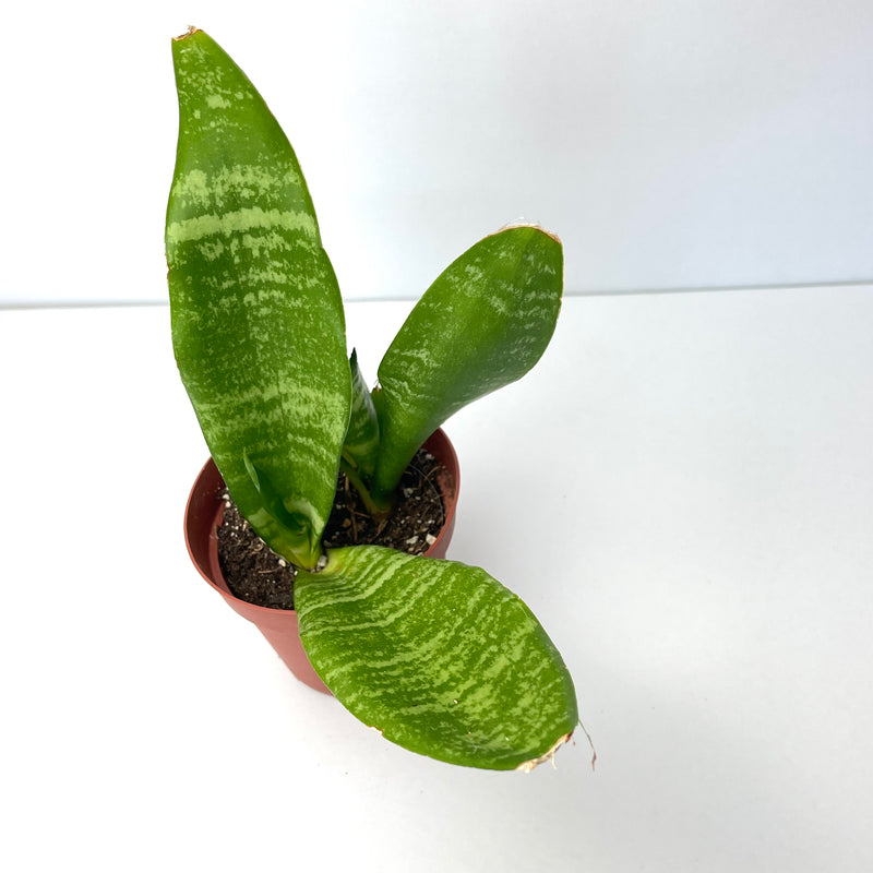 Sansevieria hahnii - 4" indoor succulent house plant