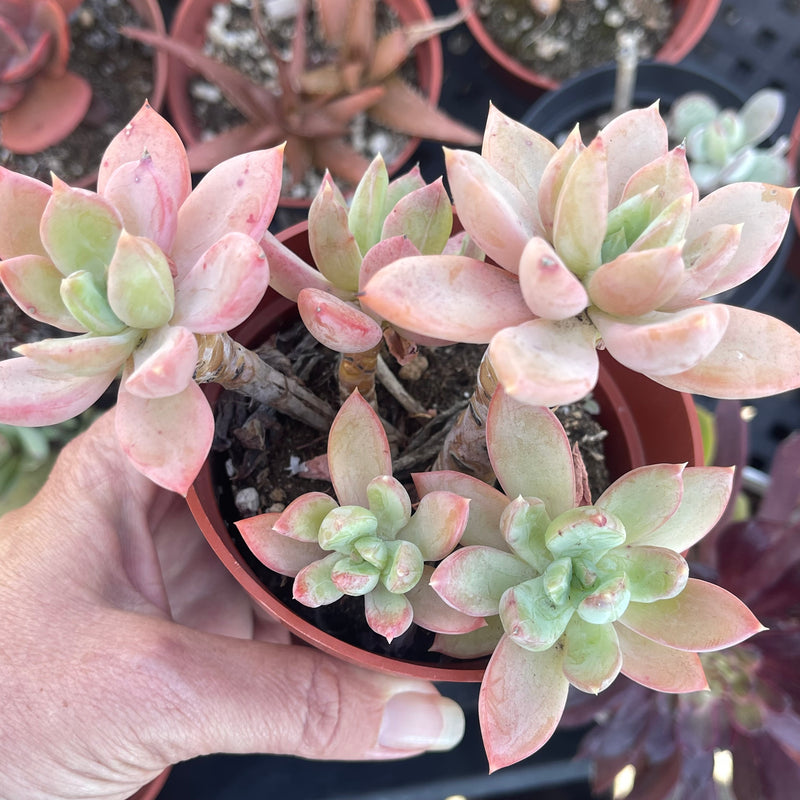 Pachyveria hybrid, Live Rooted Succulent Garden Plant, 4 INCH