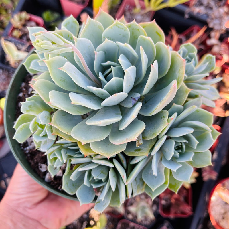 Echeveria peacockii - cluster - 6 INCH