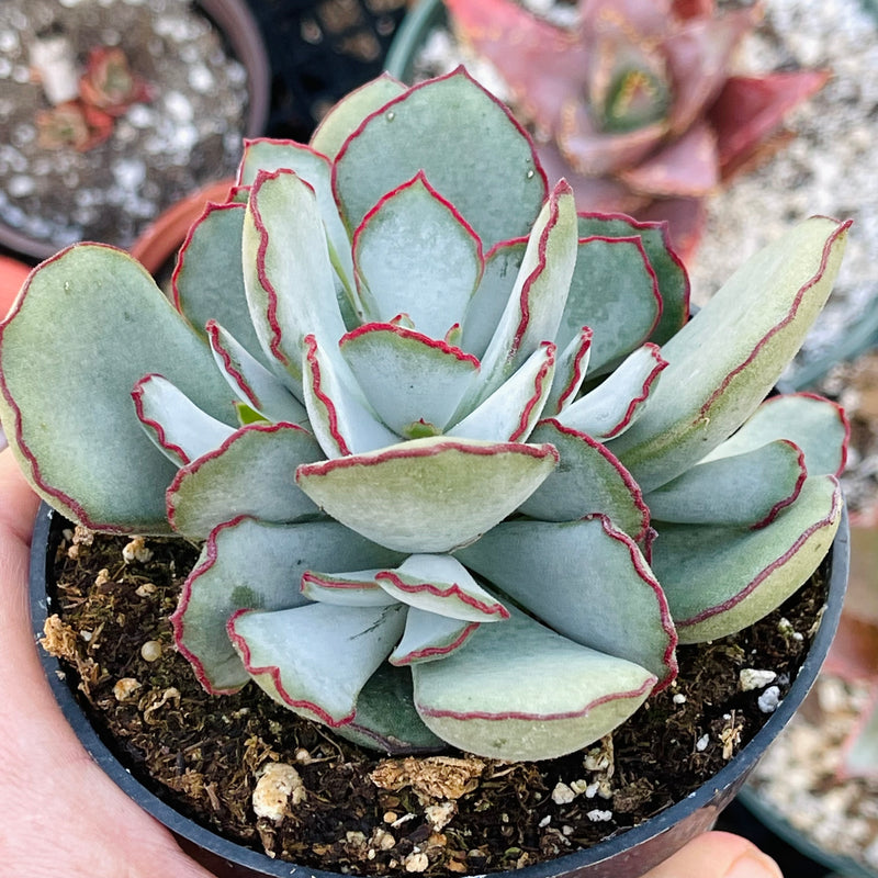 Cotyledon ‘Choco Line’ - 4”