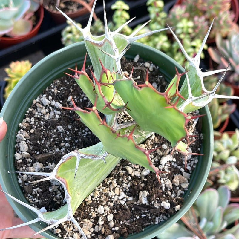 Euphorbia grandialata ‘Dragon Fishbone Cactus’ - 6” - Zensability