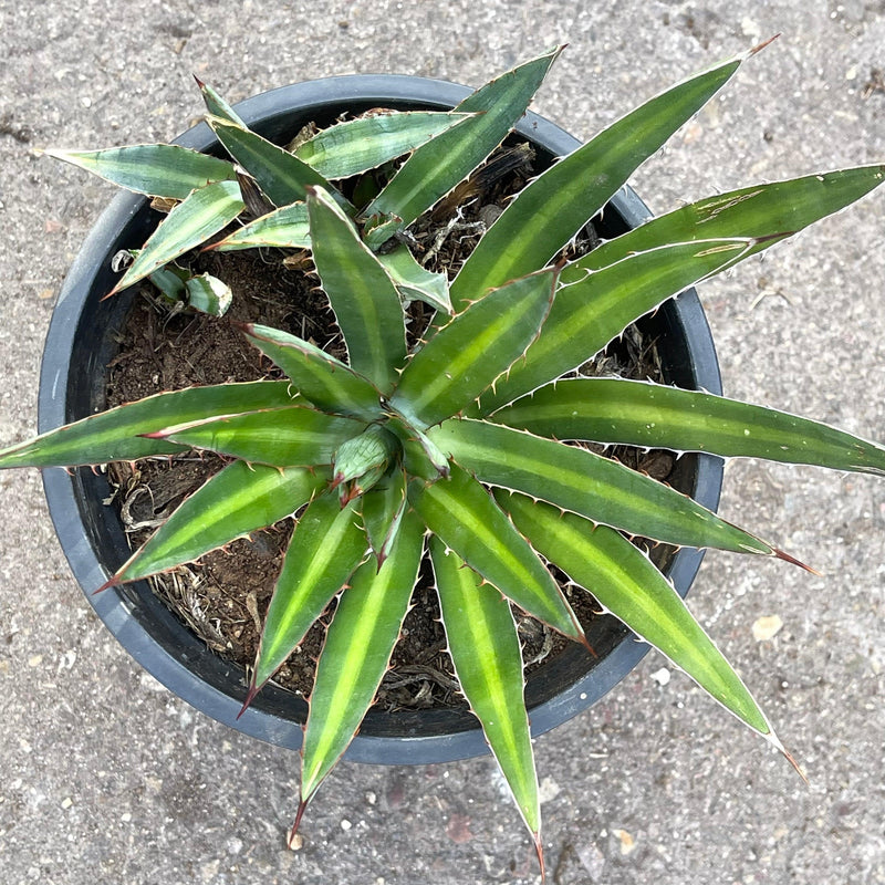 Agave lopantha &