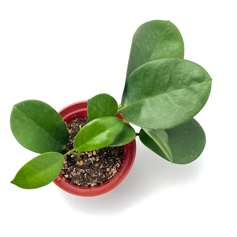 Hoya australis - 4”