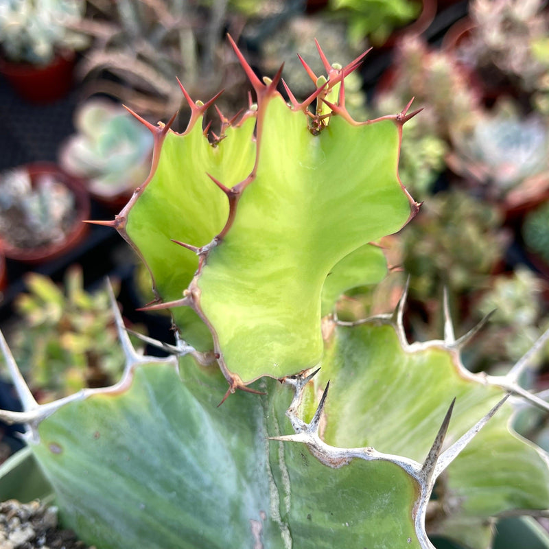 Euphorbia grandialata ‘Dragon Fishbone Cactus’ - 6” - Zensability