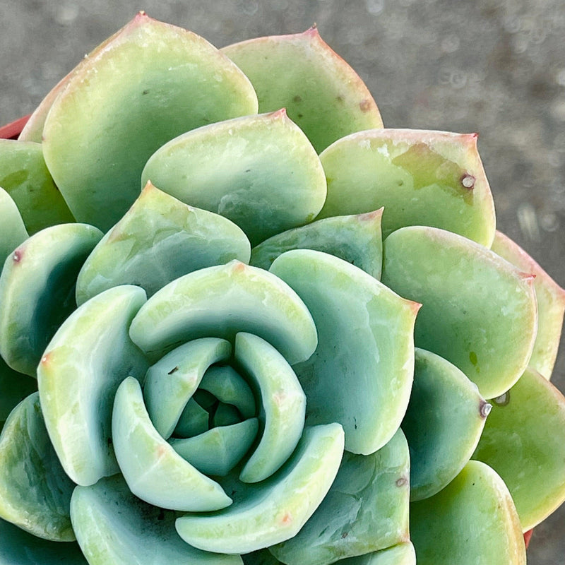 Chubby Echeveria hybrid - 4” - Zensability