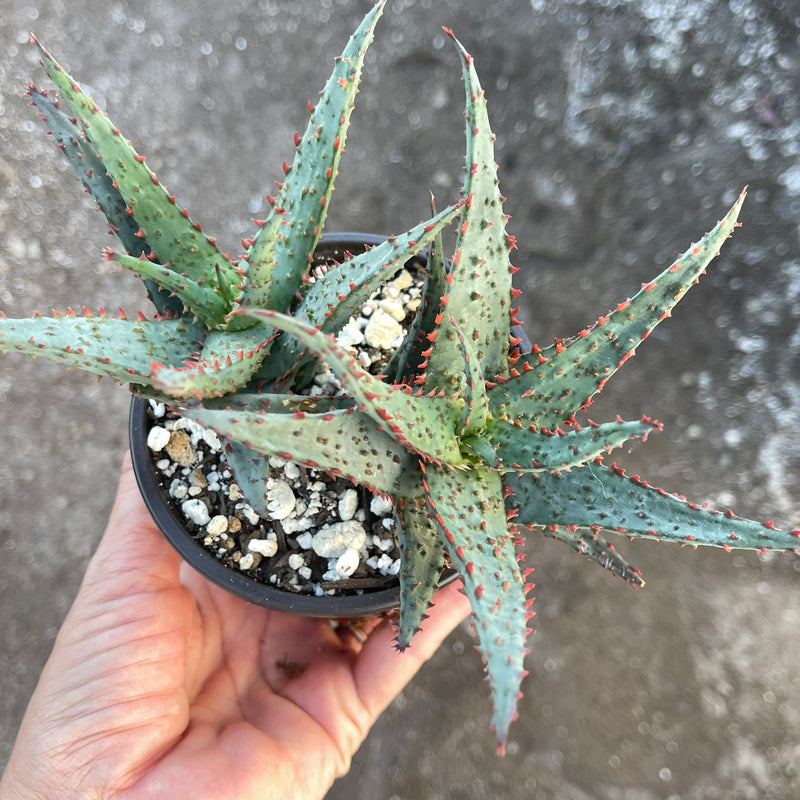 Aloe hybrid (Red Teeth) - 4”