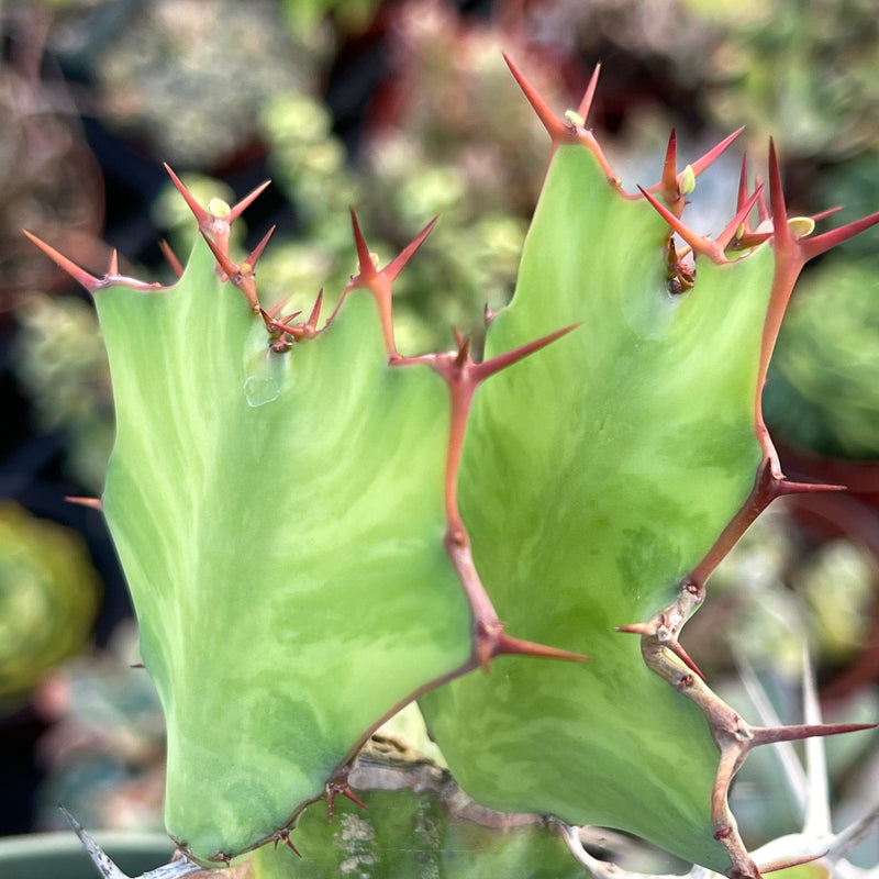 Euphorbia grandialata ‘Dragon Fishbone Cactus’ - 6” - Zensability