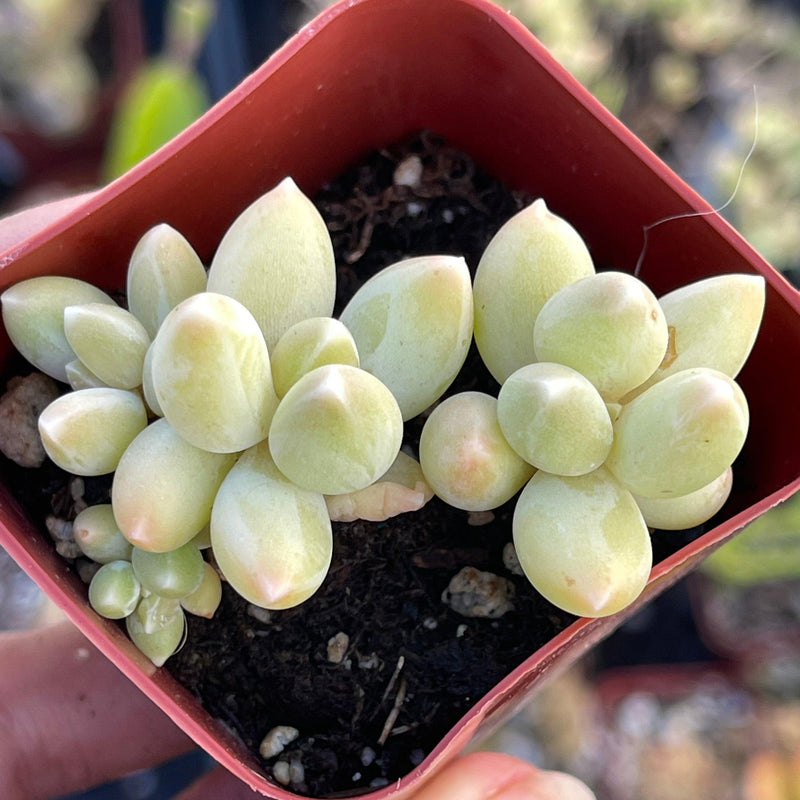 Pachyphytum machucae ‘Baby Fingers’ - 2” - Zensability
