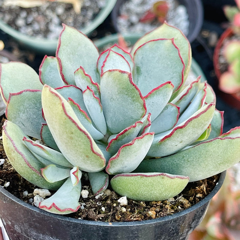 Cotyledon ‘Choco Line’ - 4”