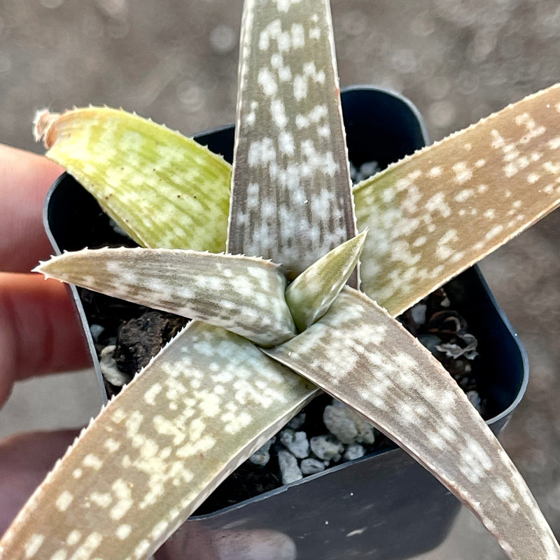 Aloe ellenbeckii - 2”