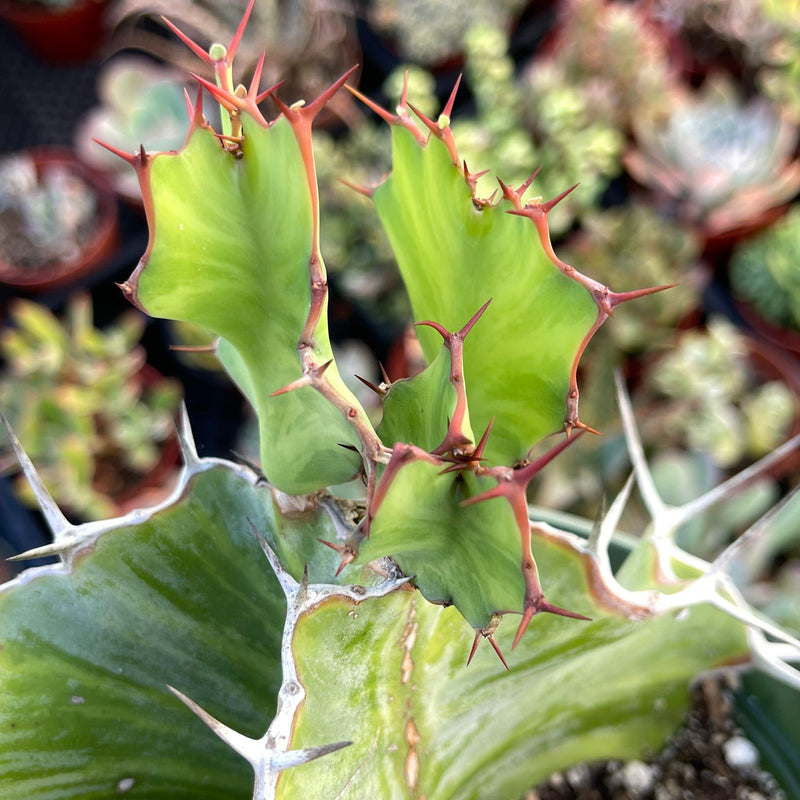 Euphorbia grandialata ‘Dragon Fishbone Cactus’ - 6” - Zensability