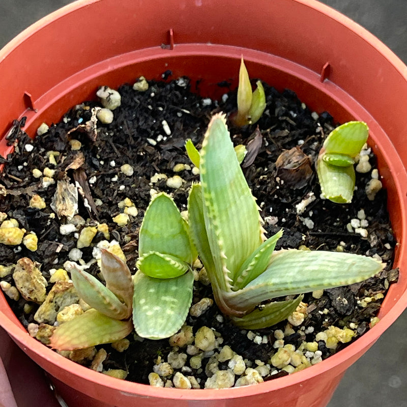 Aloe striata babies