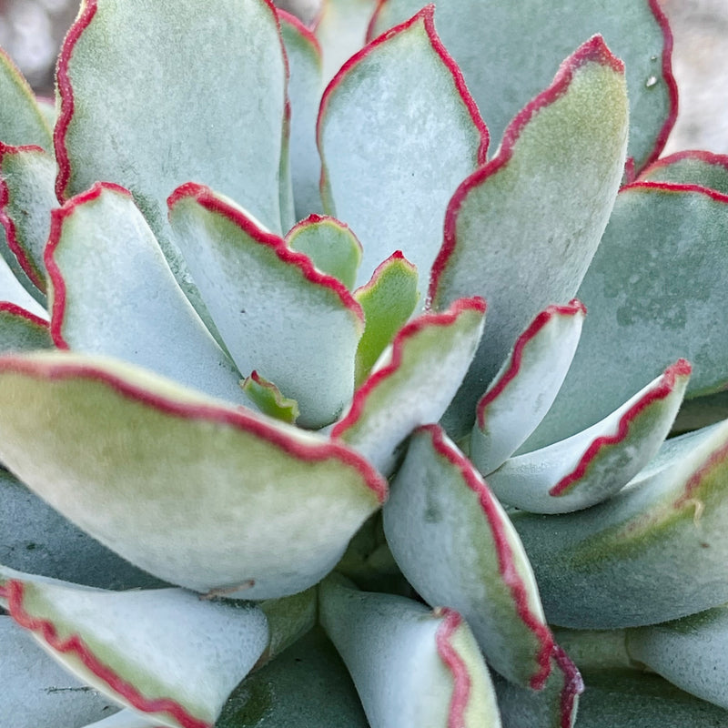 Cotyledon ‘Choco Line’ - 4”