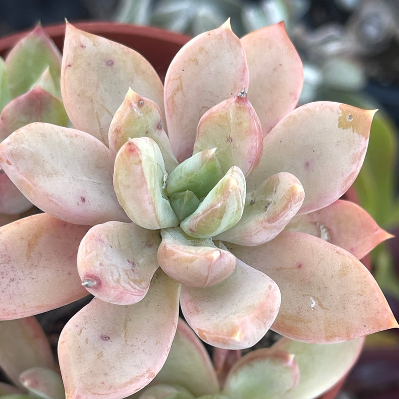 Pachyveria hybrid, Live Rooted Succulent Garden Plant, 4 INCH