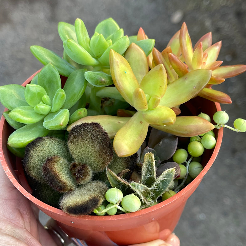 Mixed Succulent Pot B - 4”