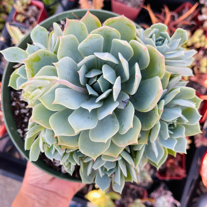 Echeveria peacockii - cluster - 6 INCH