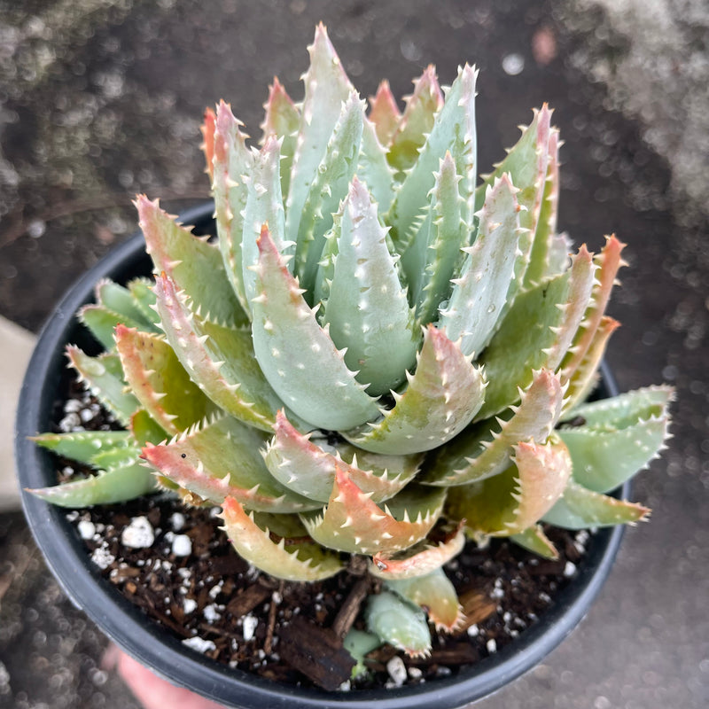 Aloe brevifolia cluster - 1 GAL
