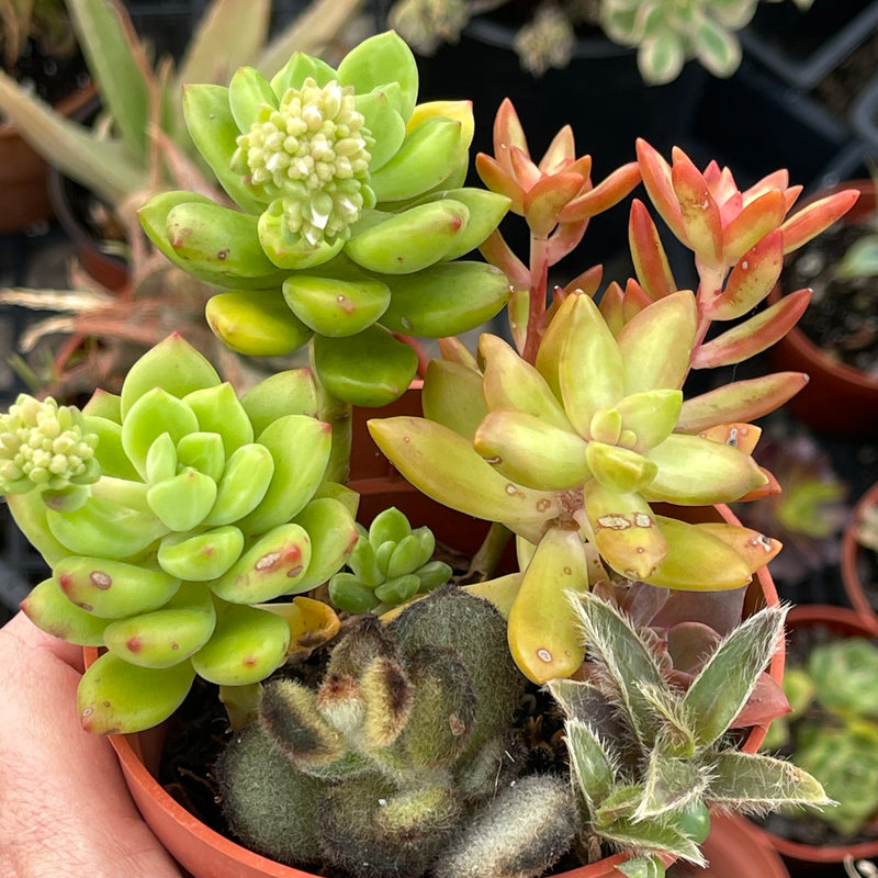 Mixed Succulent Pot A - 4”