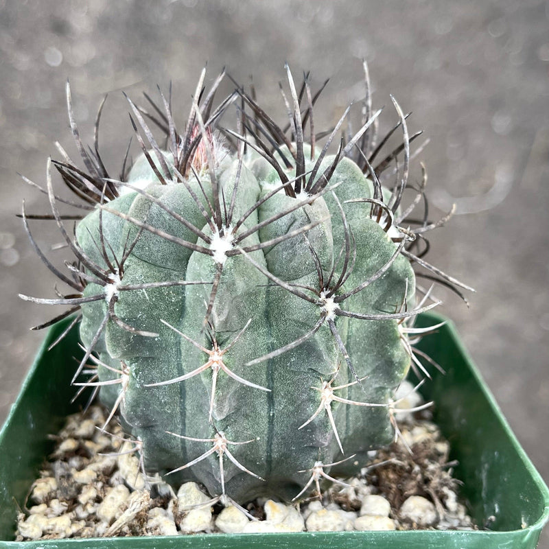 Eriosyce heinrichiana - 4” - Zensability