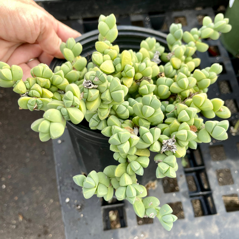 Corpuscularia lehmannii - 1 Gal