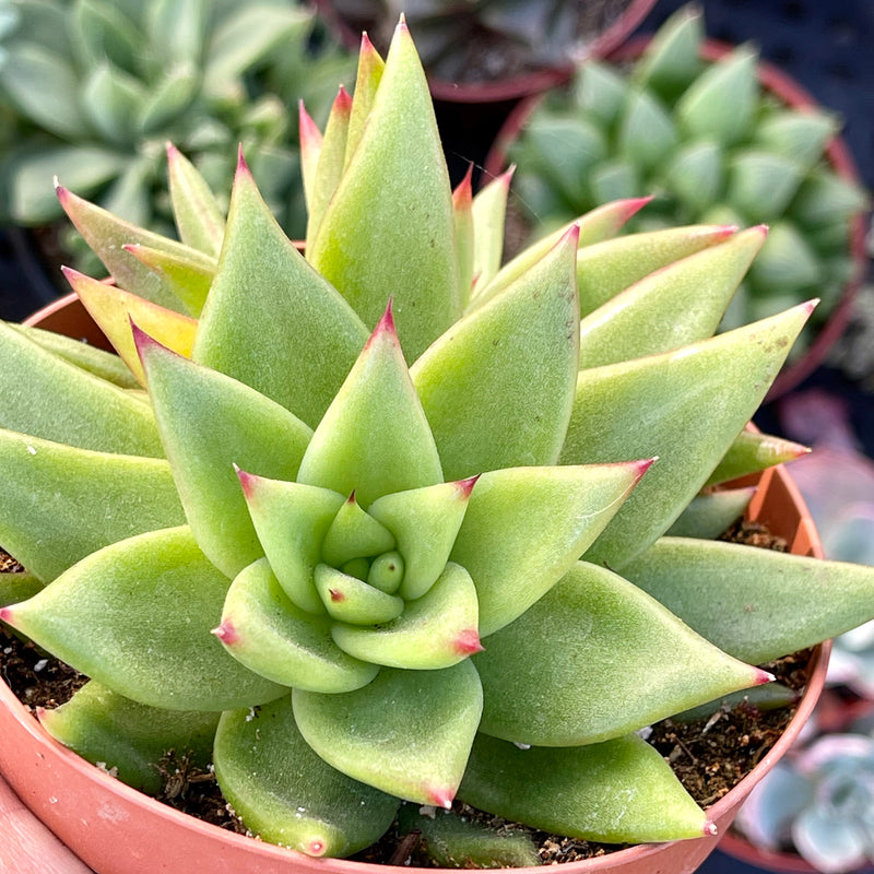 Echeveria agavoides cv Aquamarine - 4”