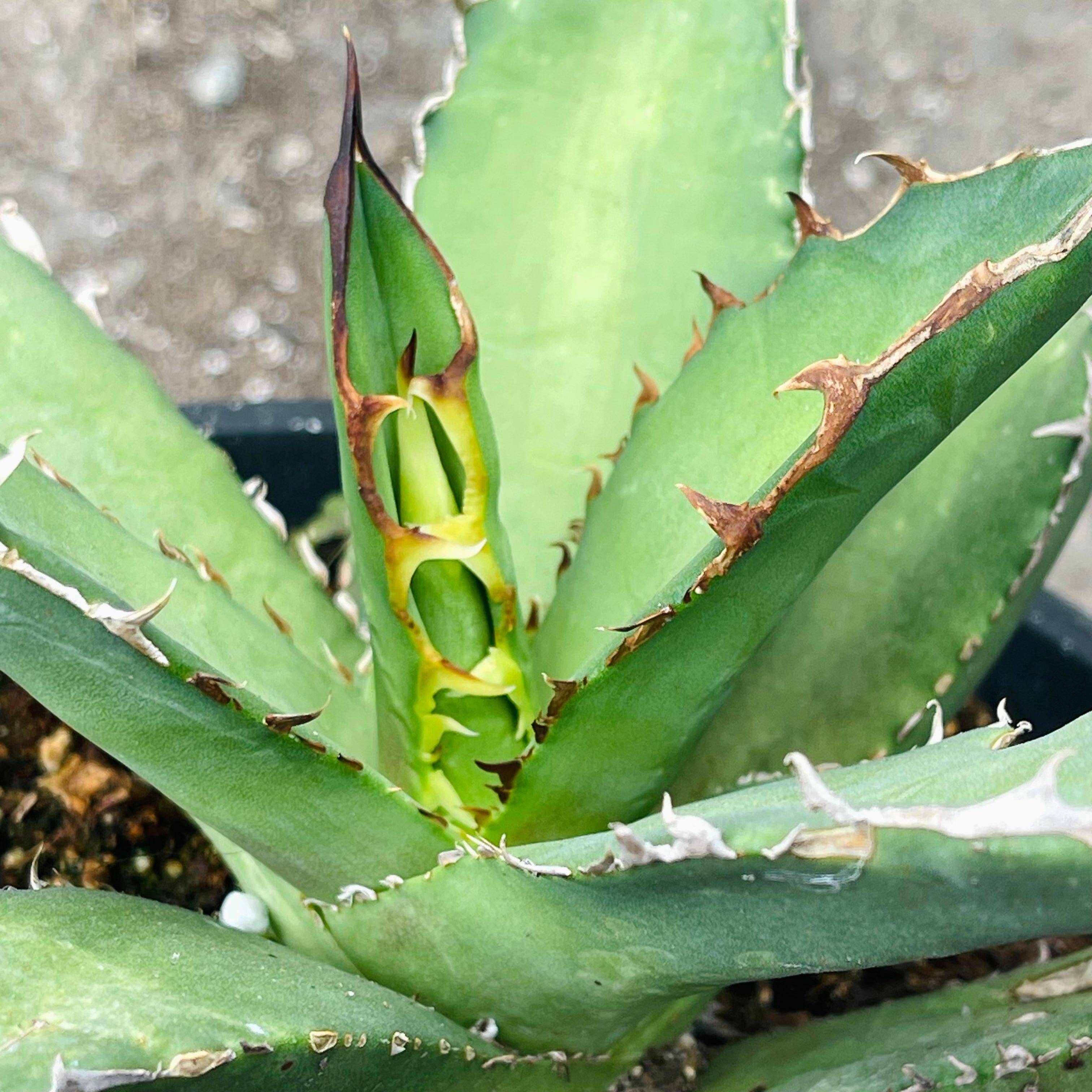 NS* agave titanota GODZILLA