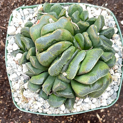 Haworthia truncata v. maughanii - 4” - Zensability