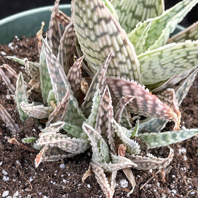 Aloe &