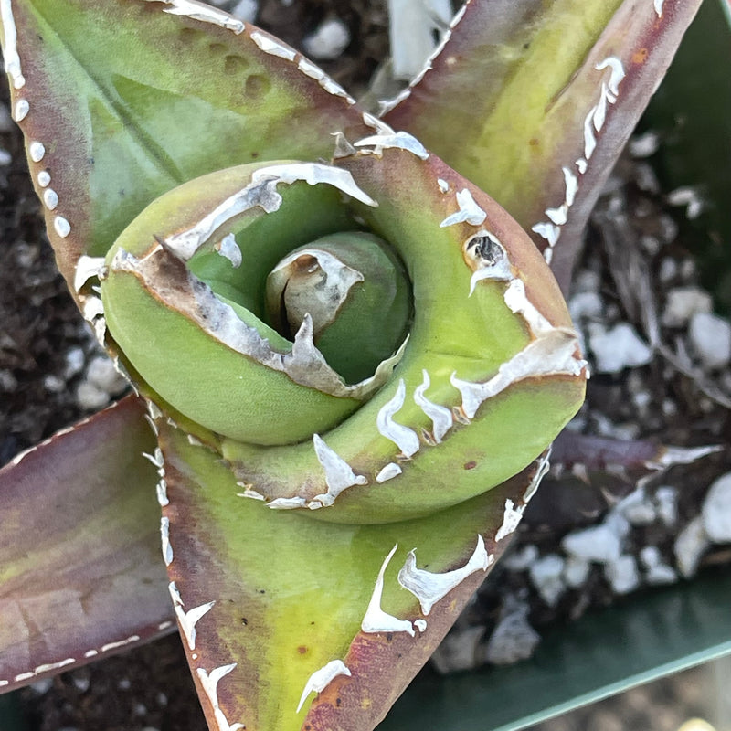 Agave titanota - 4”