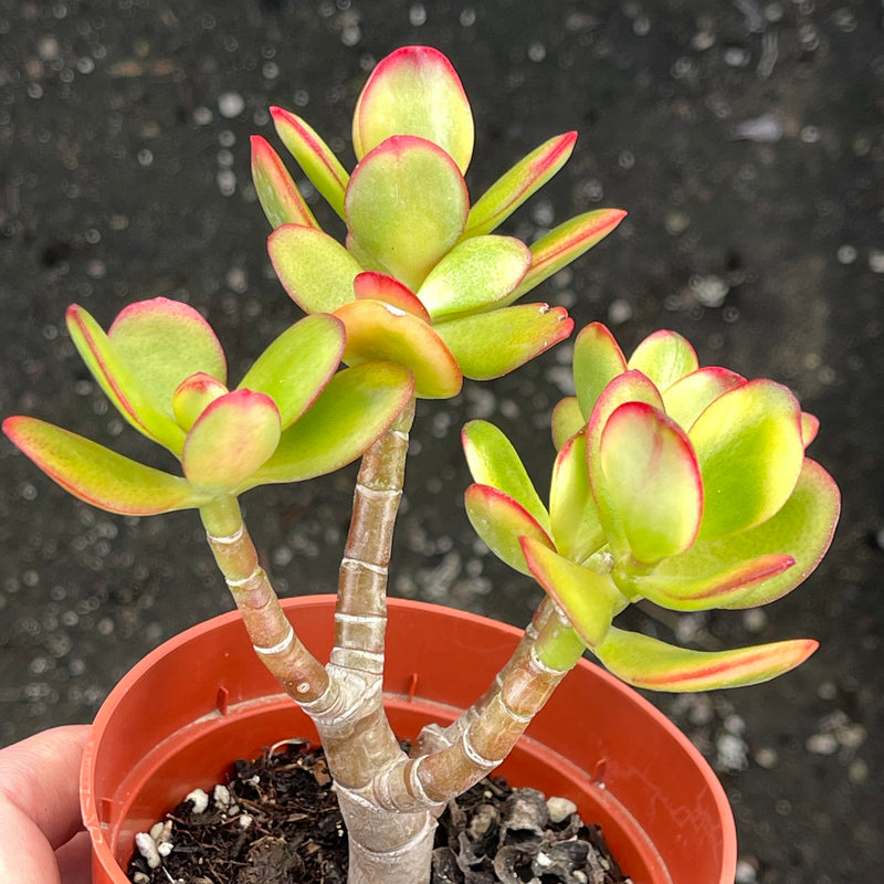 Crassula ovata &