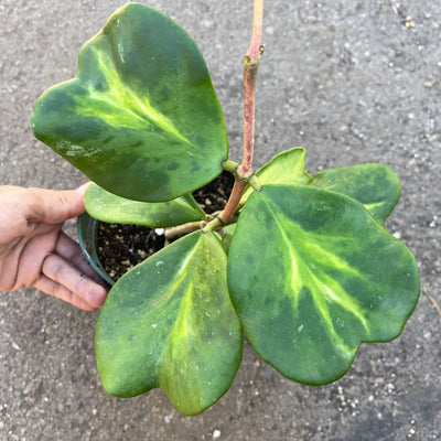 Reverse Variegated Hoya kerrii 'Sweetheart Hoya'(plant pictured) - 6” - Zensability