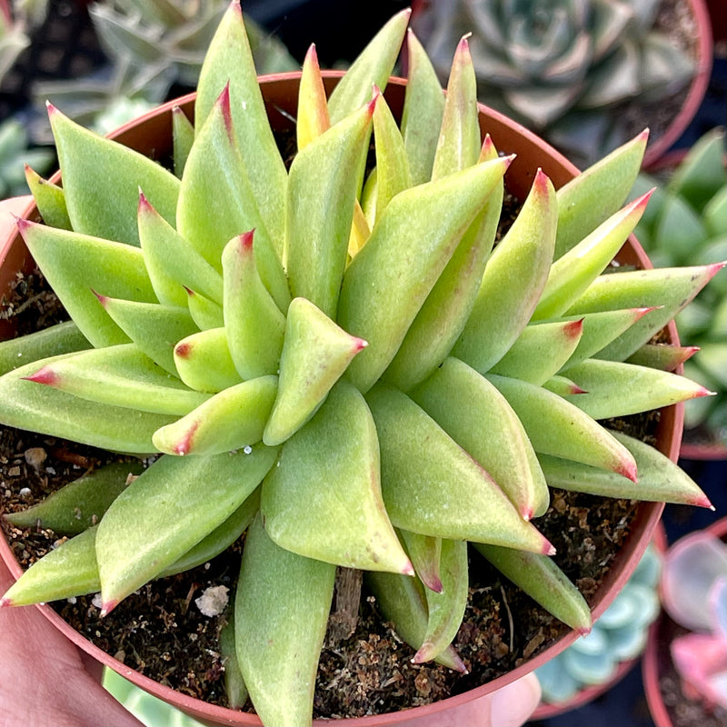 Echeveria agavoides cv Aquamarine - 4”