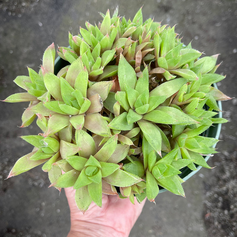 haworthia cuspidata succulent Haworthia cuspidata hybrid