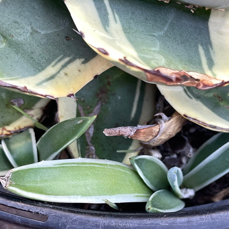 Agave applanata ‘Cream Spike&