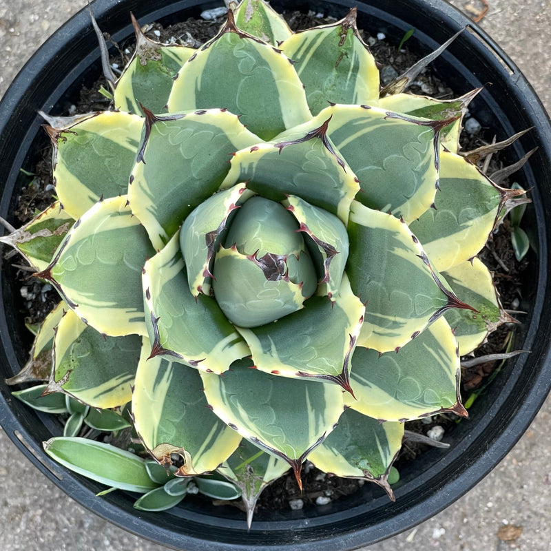Agave applanata ‘Cream Spike&