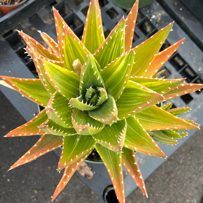 Variegated Aloe nobilis - rare - 8”