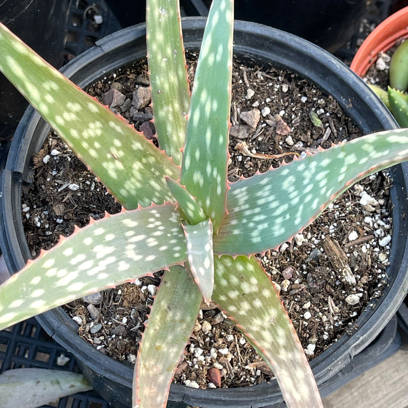 Aloe sinkatana -  1 gal